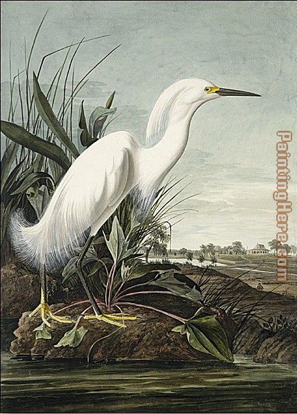 Snowy Heron painting - John James Audubon Snowy Heron art painting